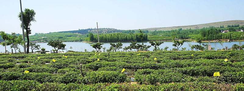 茶廠(chǎng)風(fēng)光