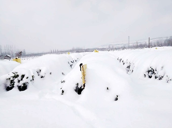稻港水庫茶園基地冬日雪景